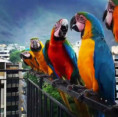 /album/fotogaleria-venezuela-zajazd/zajazd-venezuela-jamajkanita-45-jpg/